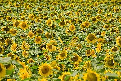 GTAOL：本周回收站收入可享双倍收获